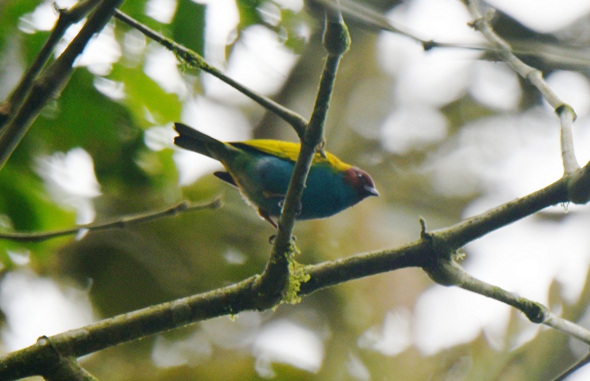 Bay-headed Tanager - ML628440127