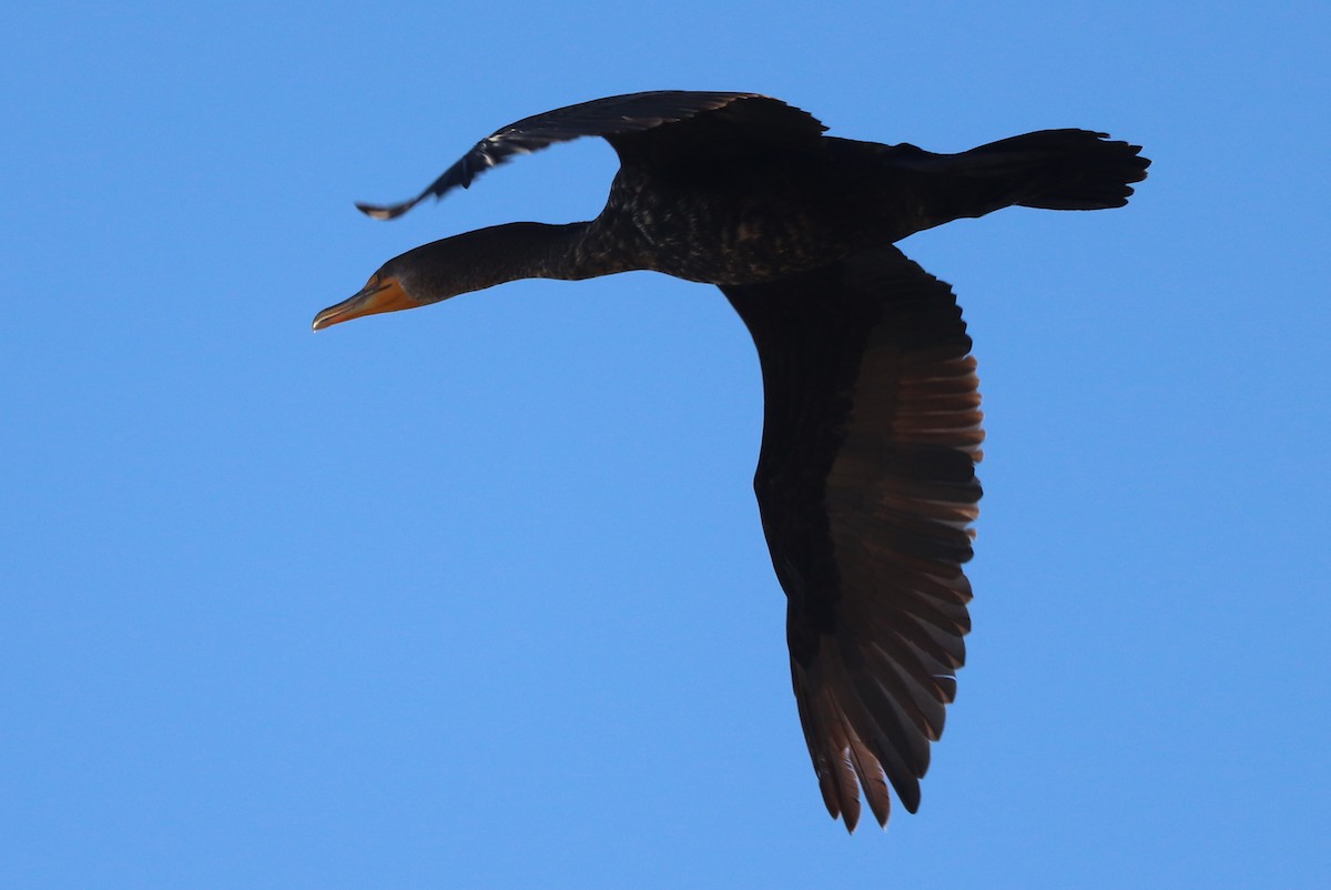 Double-crested Cormorant - ML628440130