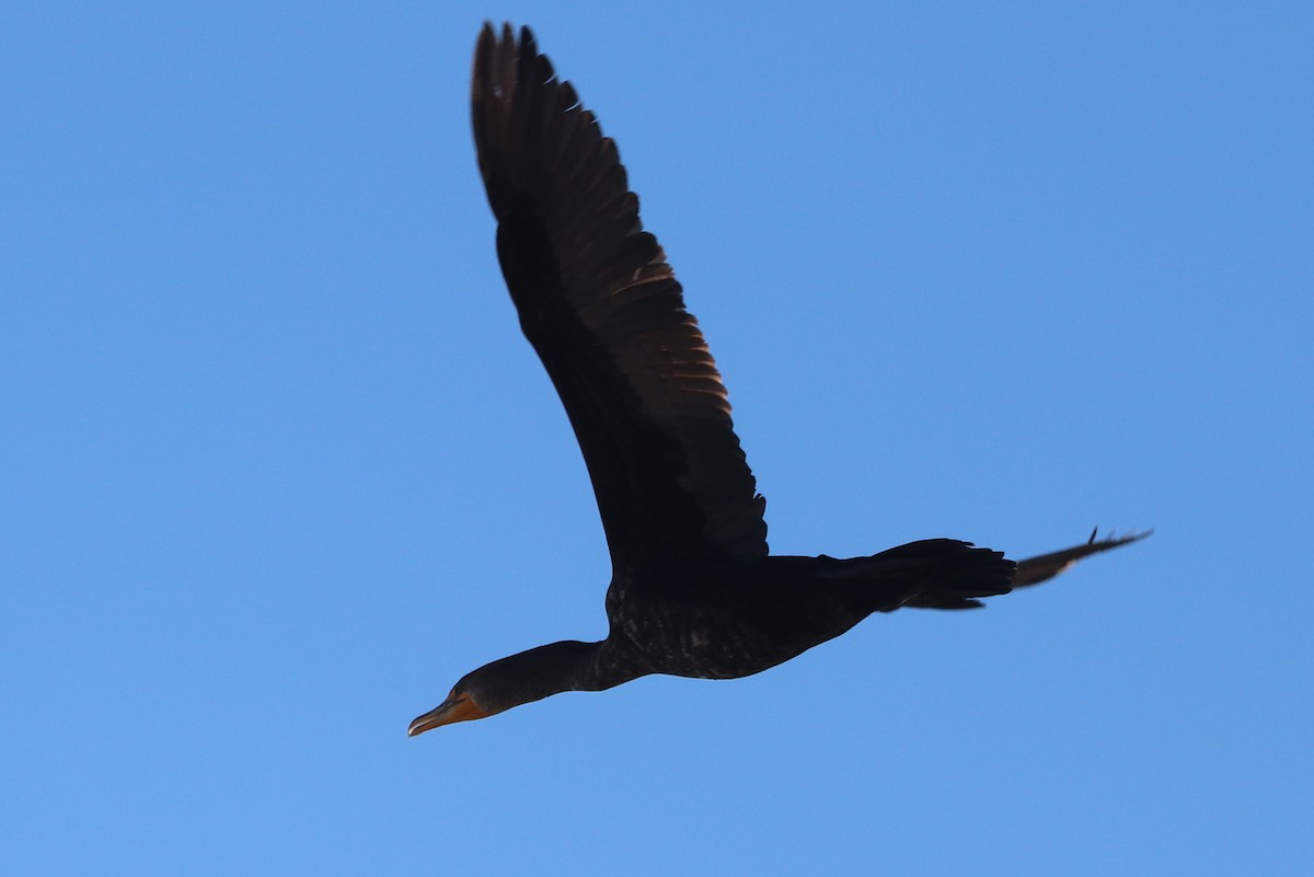 Double-crested Cormorant - ML628440132