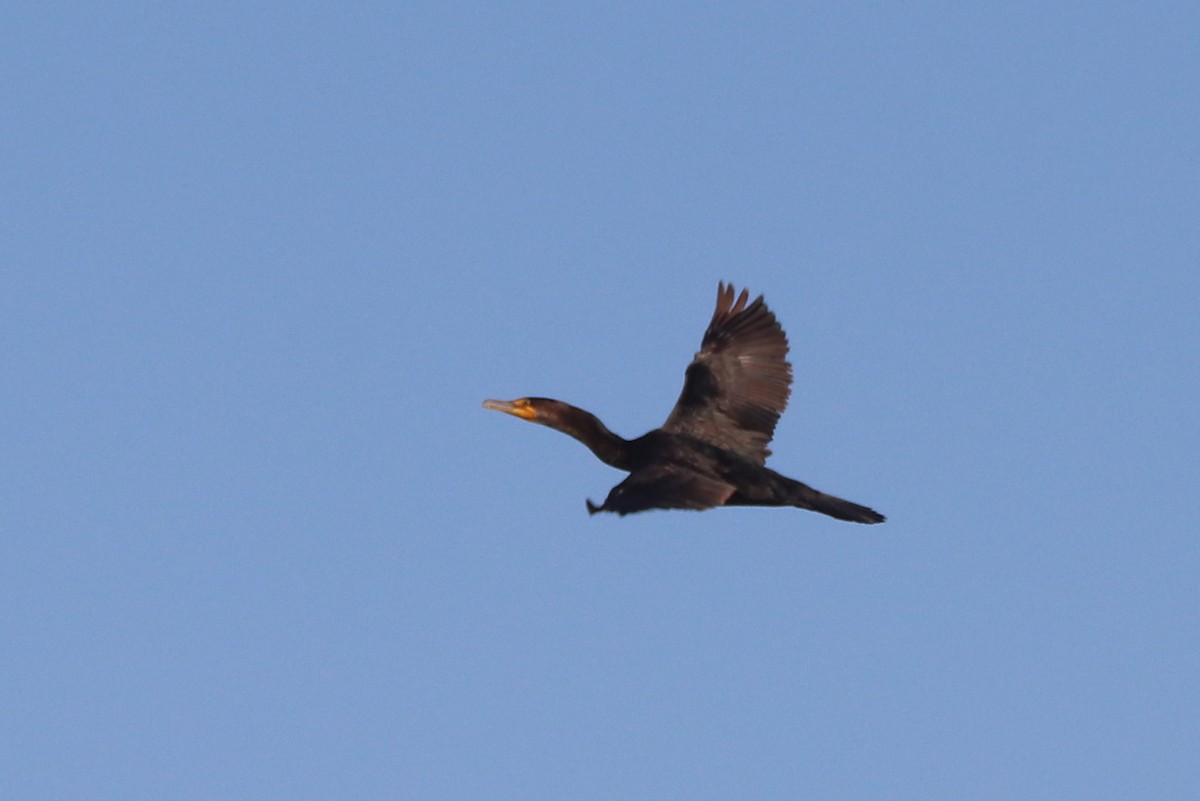 Double-crested Cormorant - ML628440136