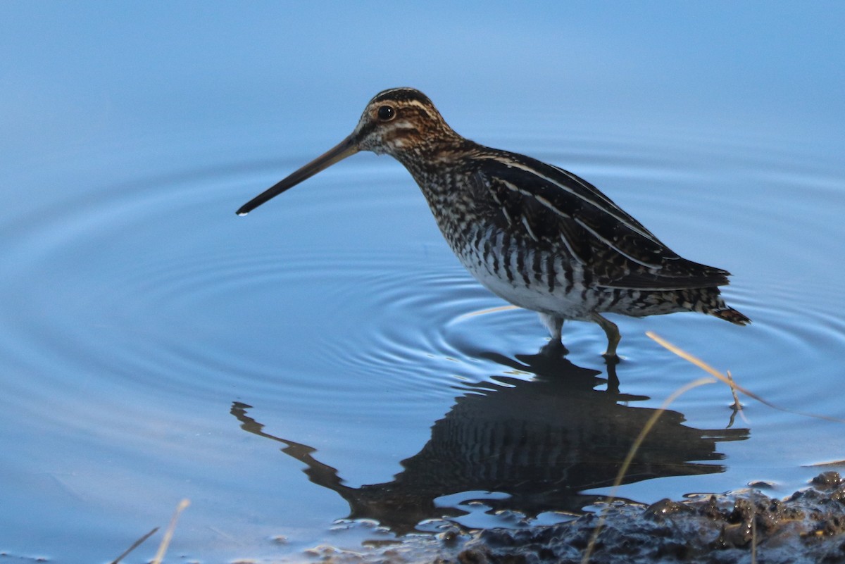 Wilson's Snipe - ML628440140