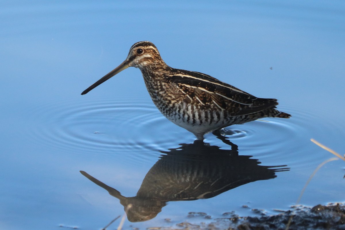 Wilson's Snipe - ML628440144