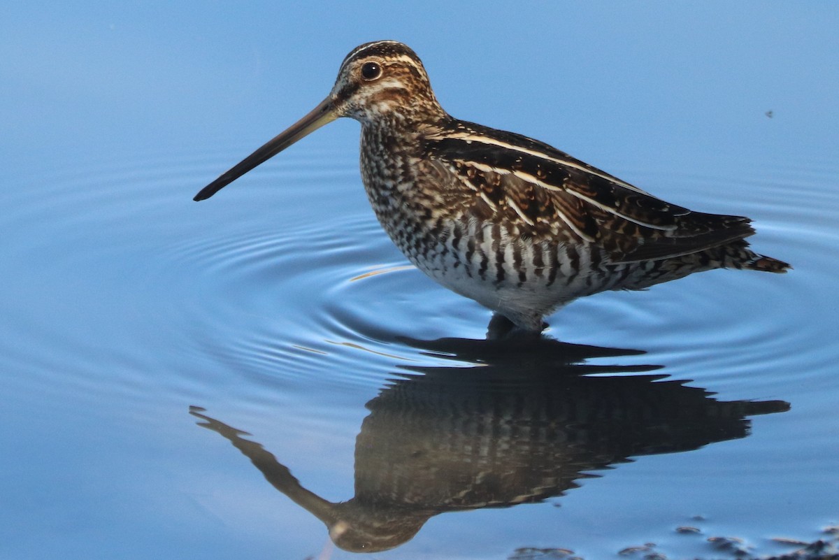 Wilson's Snipe - ML628440146