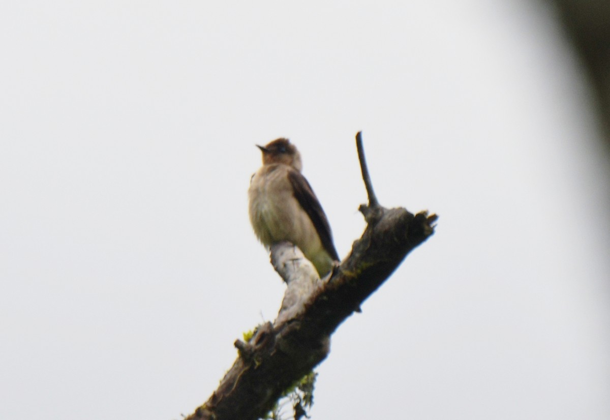 Southern Rough-winged Swallow - ML628440210