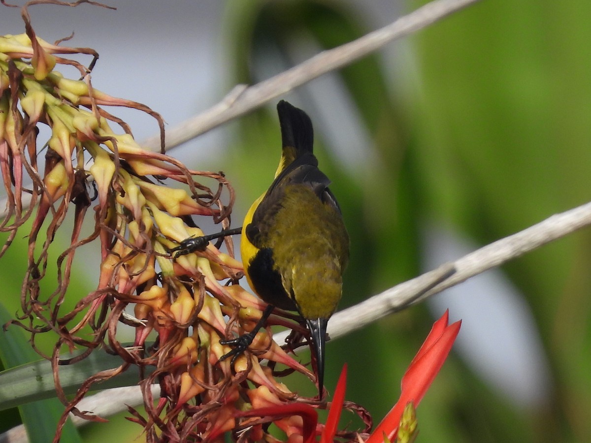 Sahul Sunbird - ML628440224