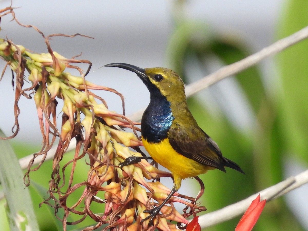 Sahul Sunbird - ML628440225