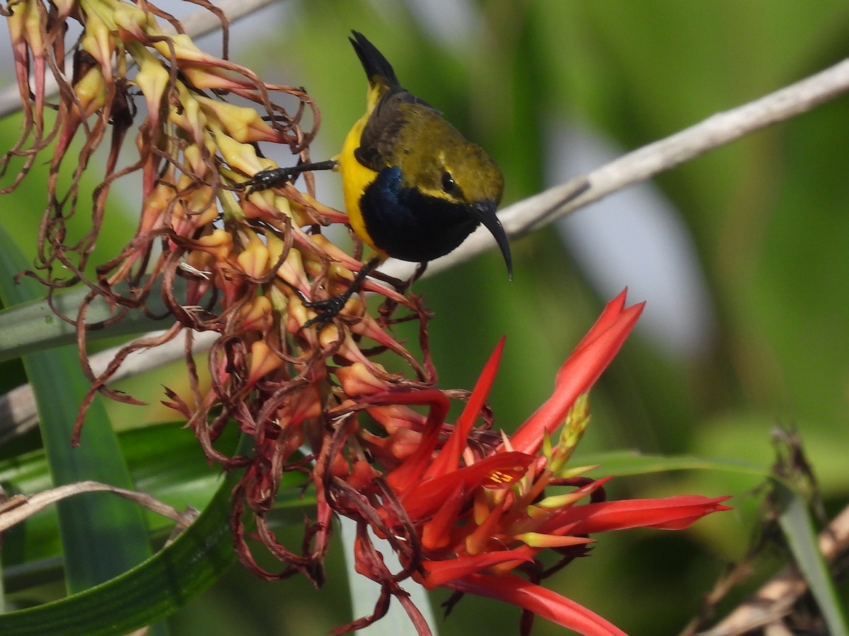 Sahul Sunbird - ML628440226