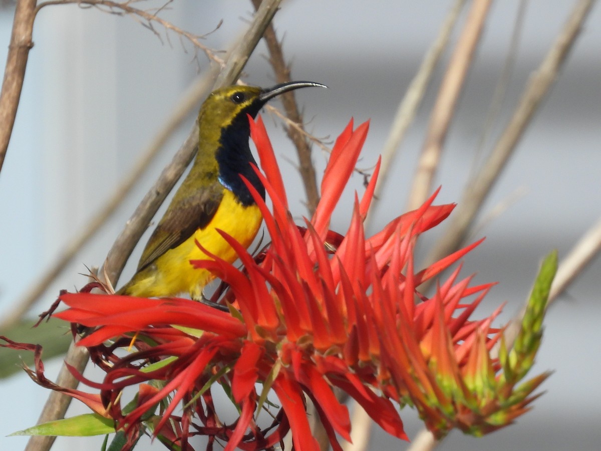 Sahul Sunbird - ML628440227