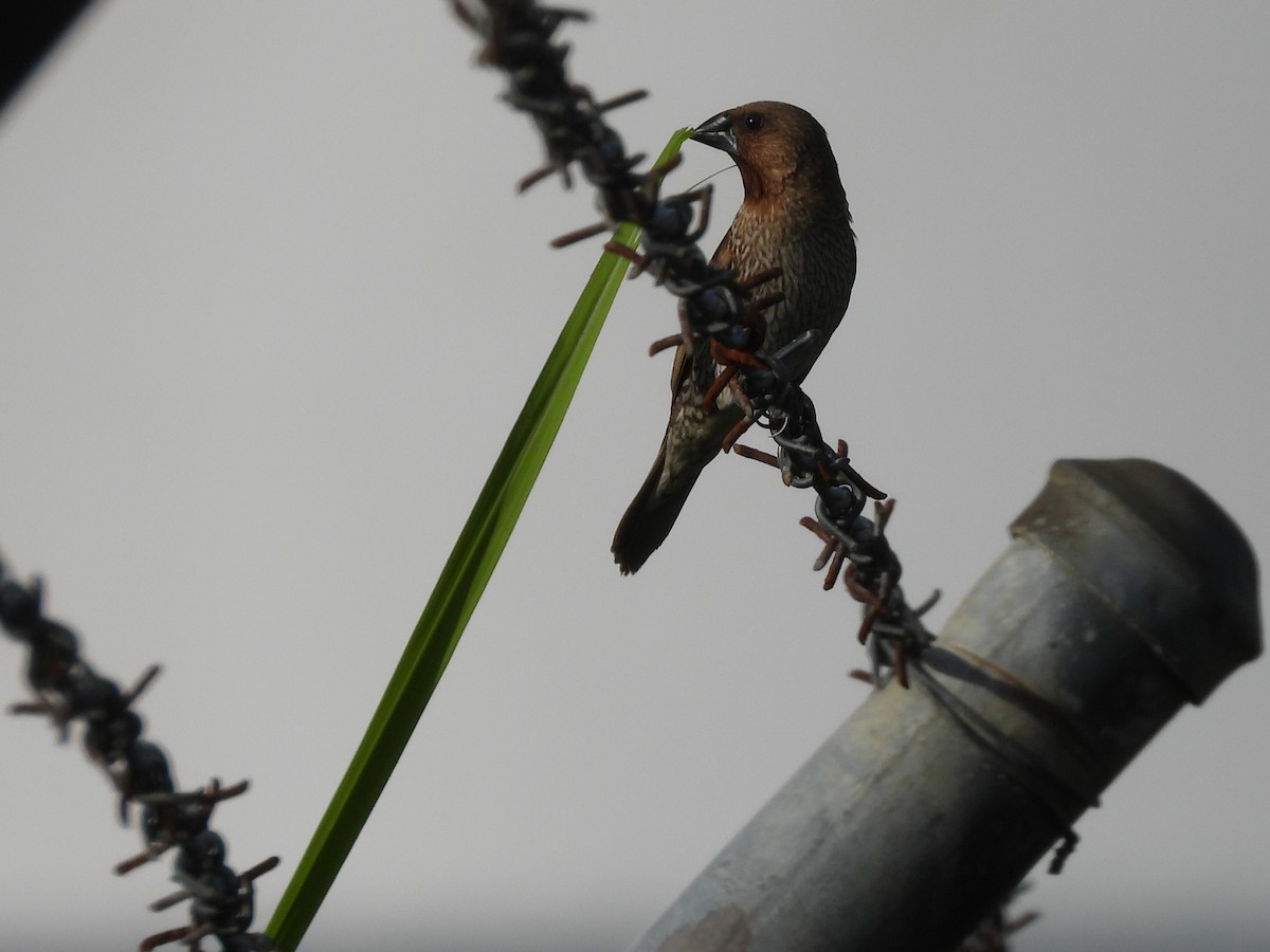 Scaly-breasted Munia - ML628440249