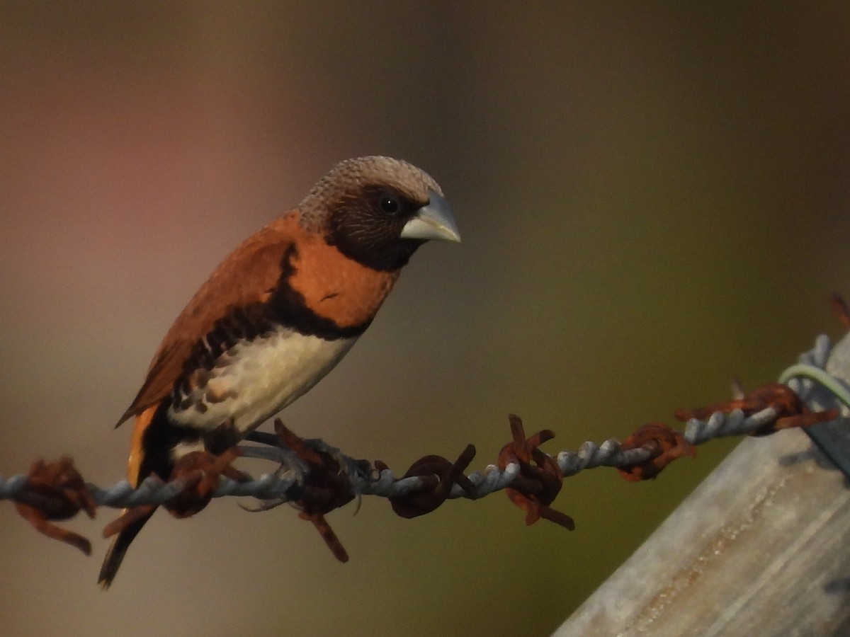 Chestnut-breasted Munia - ML628440265