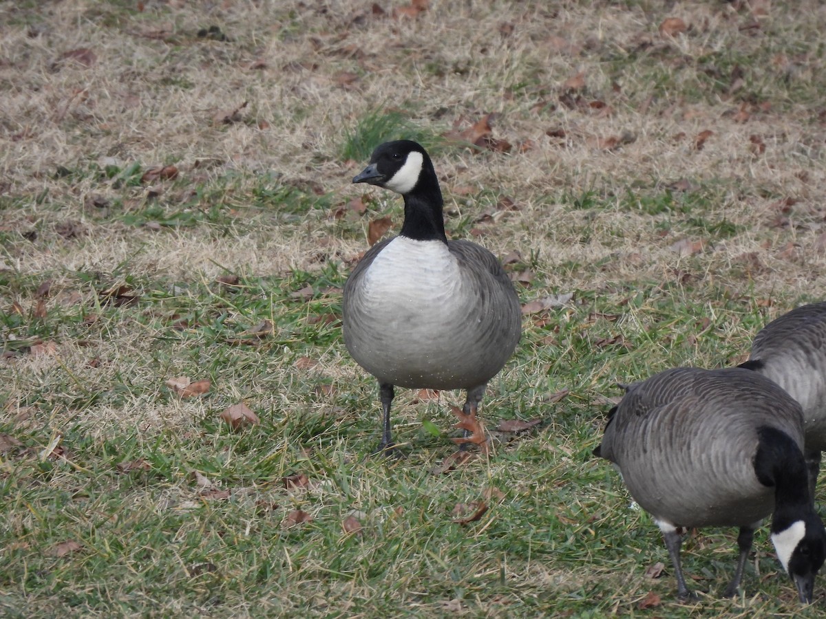 Cackling Goose - ML628440306