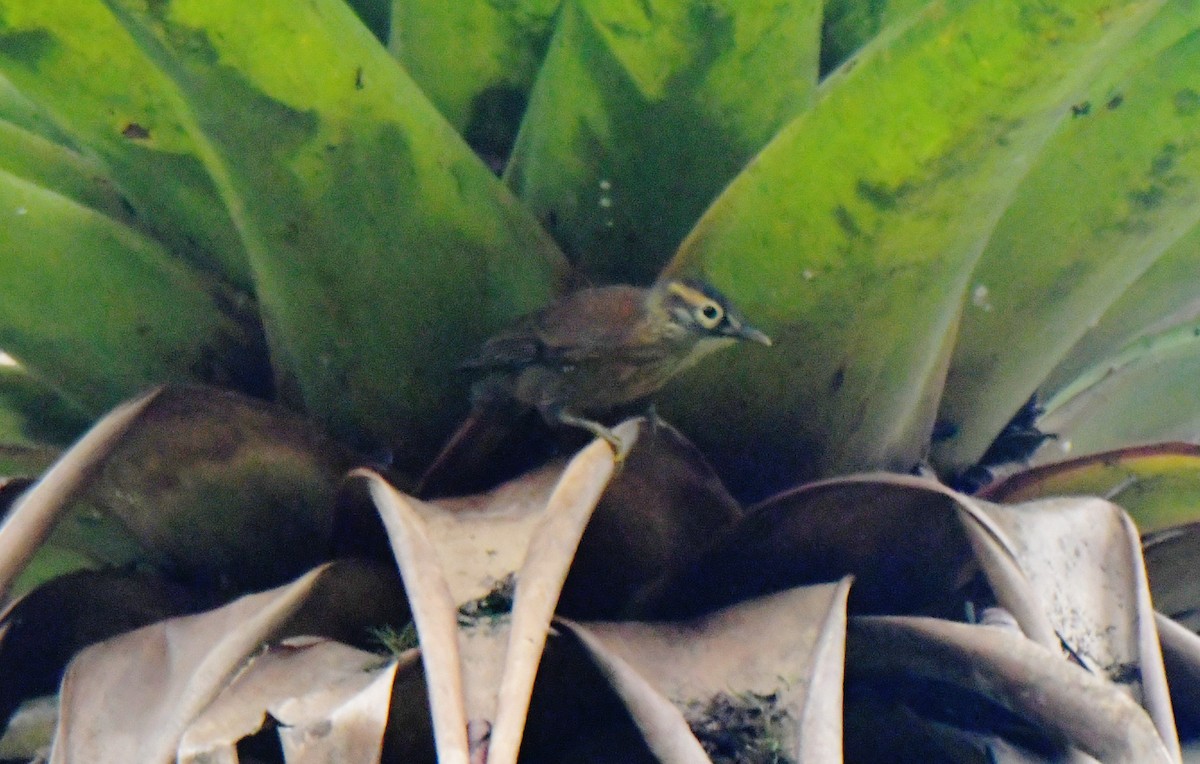 Scaly-throated Foliage-gleaner - ML628440332