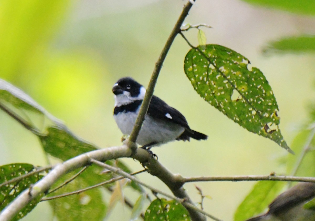Variable Seedeater - ML628440460