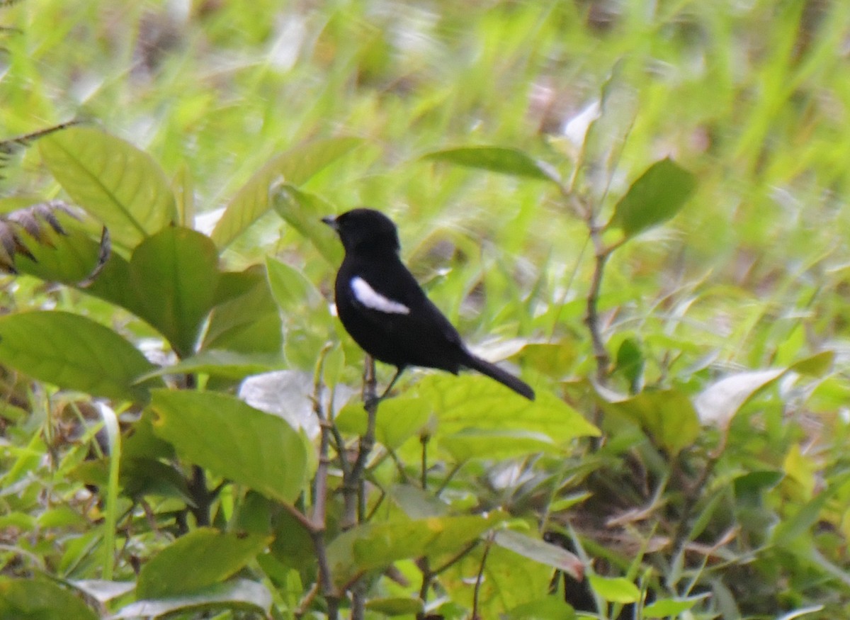 White-shouldered Tanager - ML628440557