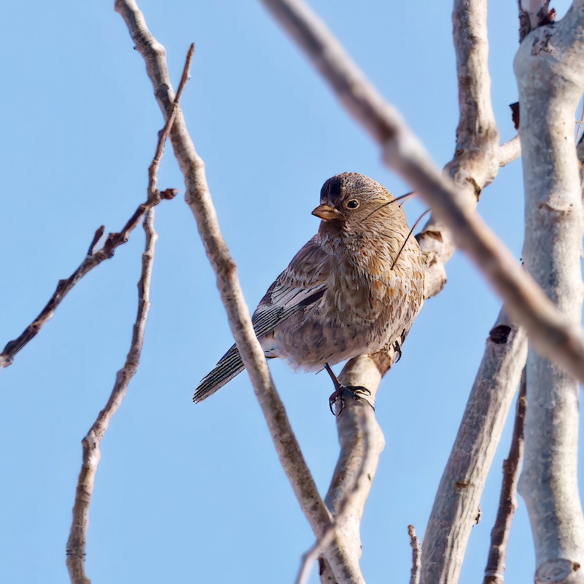 Brown-capped Rosy-Finch - ML628440581