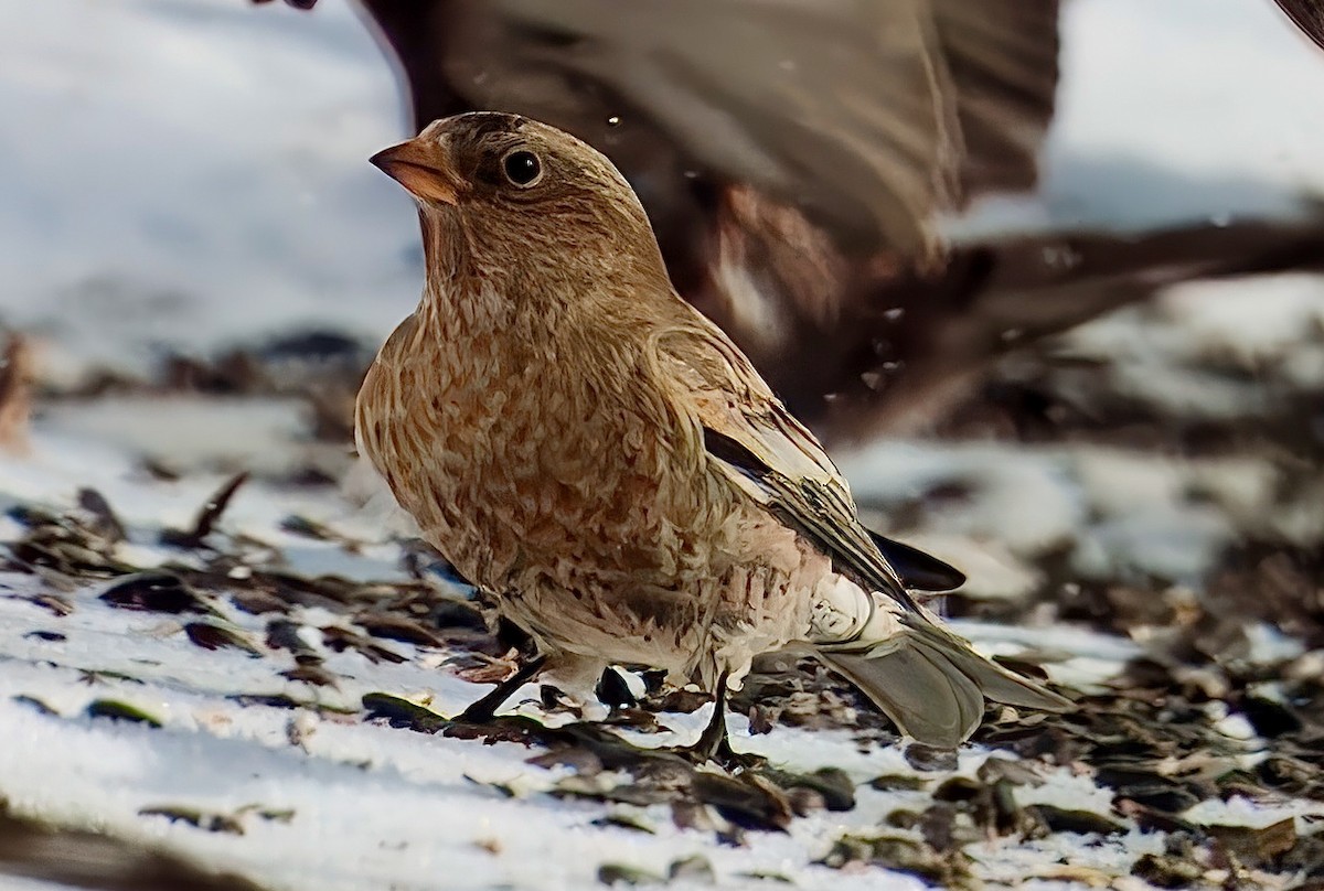 Brown-capped Rosy-Finch - ML628440582