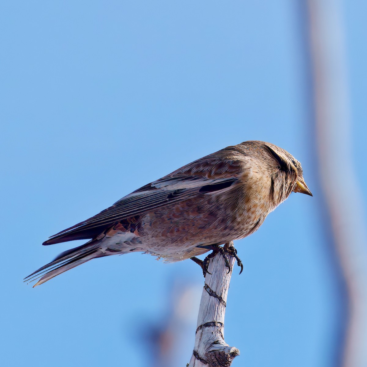Brown-capped Rosy-Finch - ML628440583