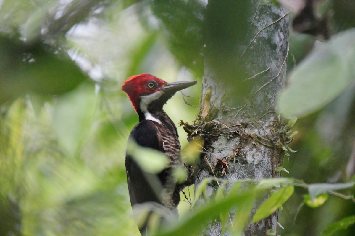 Guayaquil Woodpecker - ML628440674