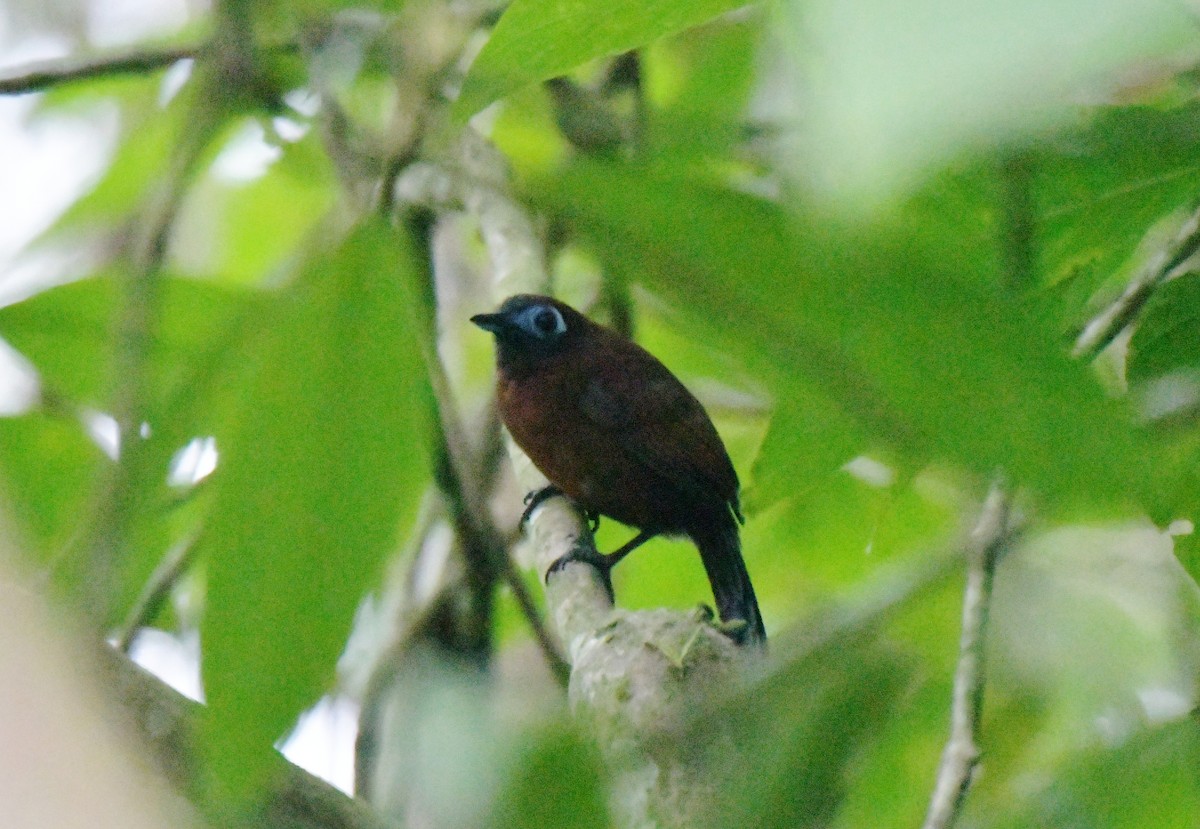 Chestnut-backed Antbird - ML628440764
