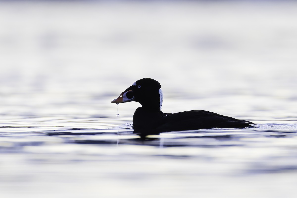 Surf Scoter - ML628440860