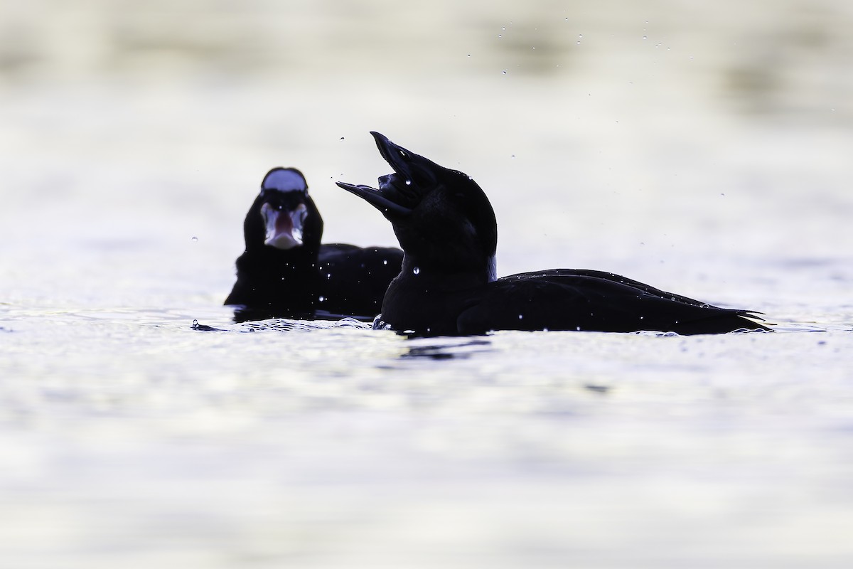 Surf Scoter - ML628440862