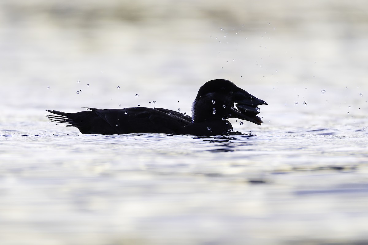 Surf Scoter - ML628440864