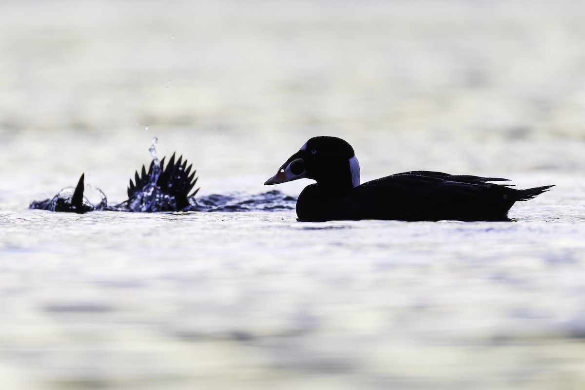 Surf Scoter - ML628440868