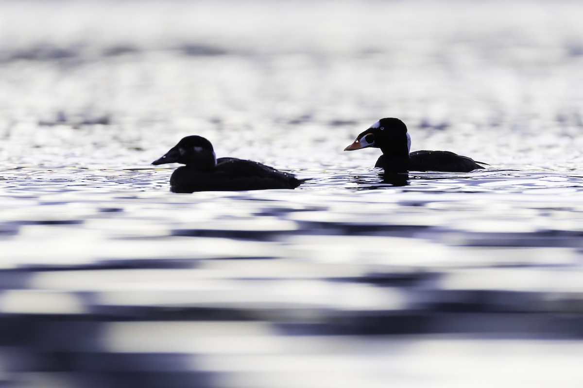 Surf Scoter - ML628440869