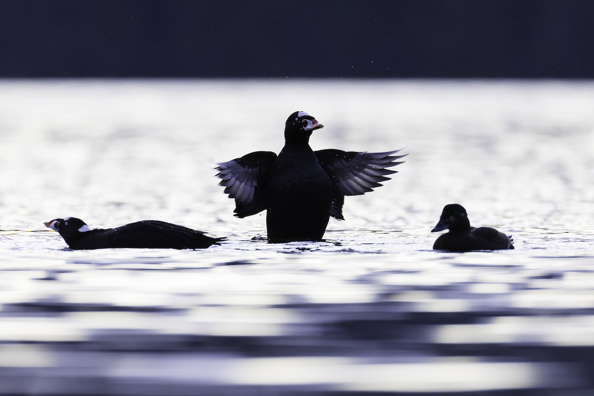 Surf Scoter - ML628440870
