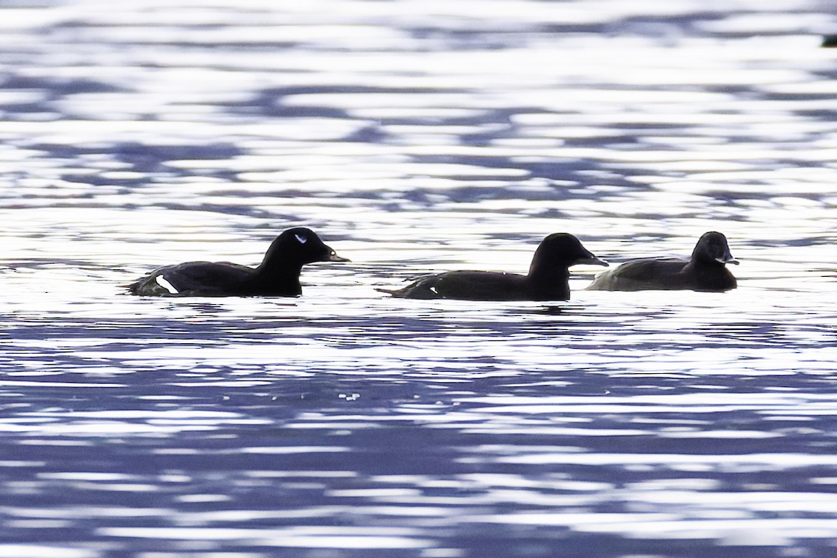 White-winged Scoter - ML628440888