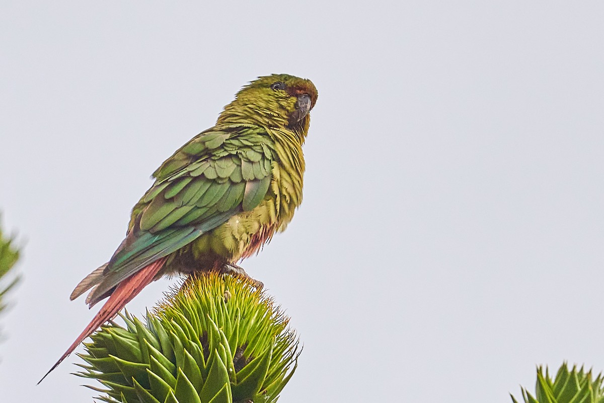 Austral Parakeet - ML628441040