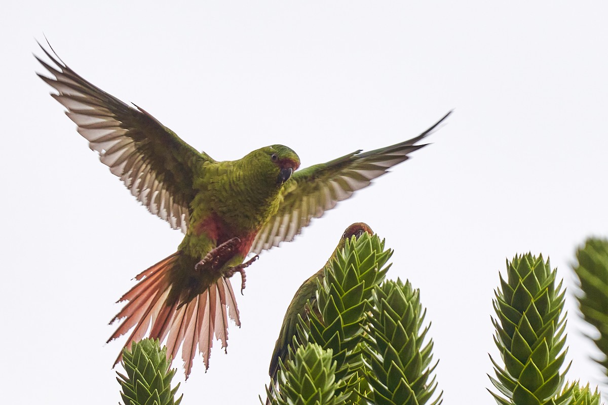 Austral Parakeet - ML628441041