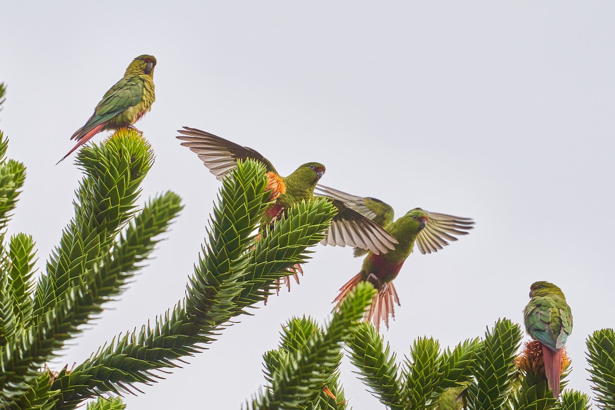 Austral Parakeet - ML628441042