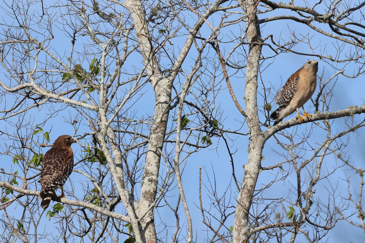 Red-shouldered Hawk - ML628441206