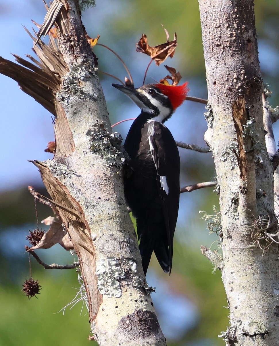 Pileated Woodpecker - ML628441245