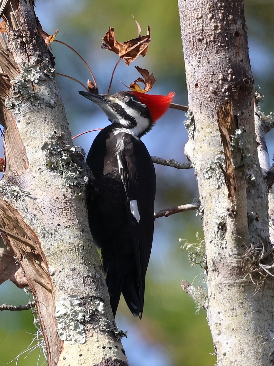 Pileated Woodpecker - ML628441246