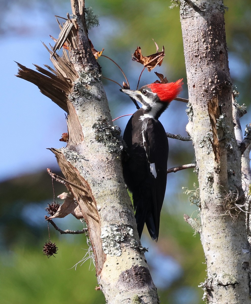 Pileated Woodpecker - ML628441247