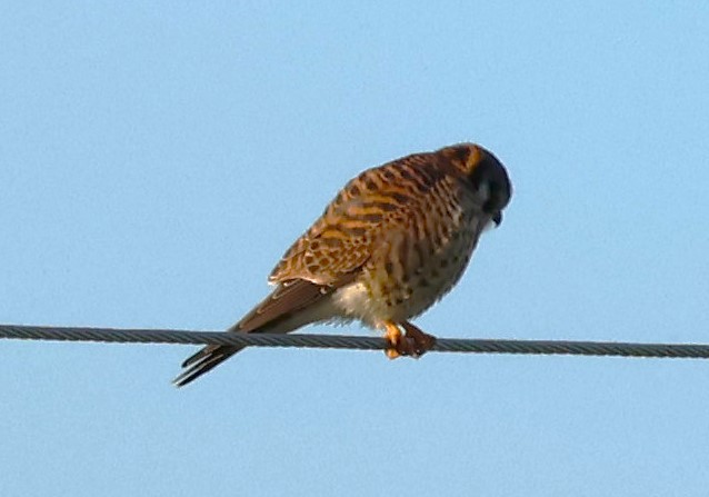 American Kestrel - ML628441280