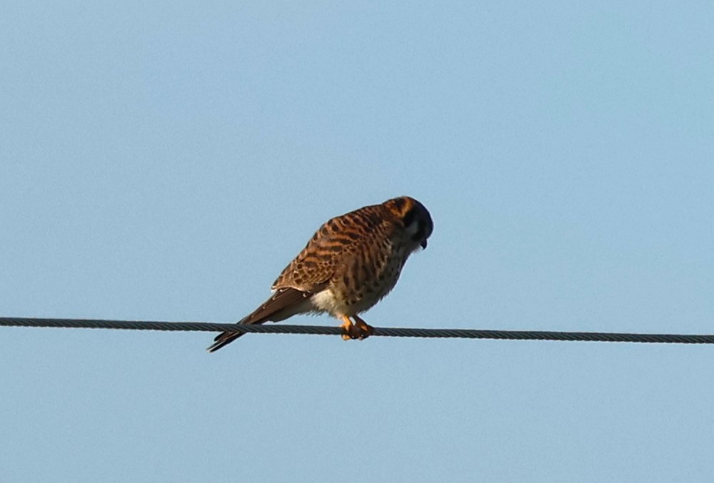 American Kestrel - ML628441281