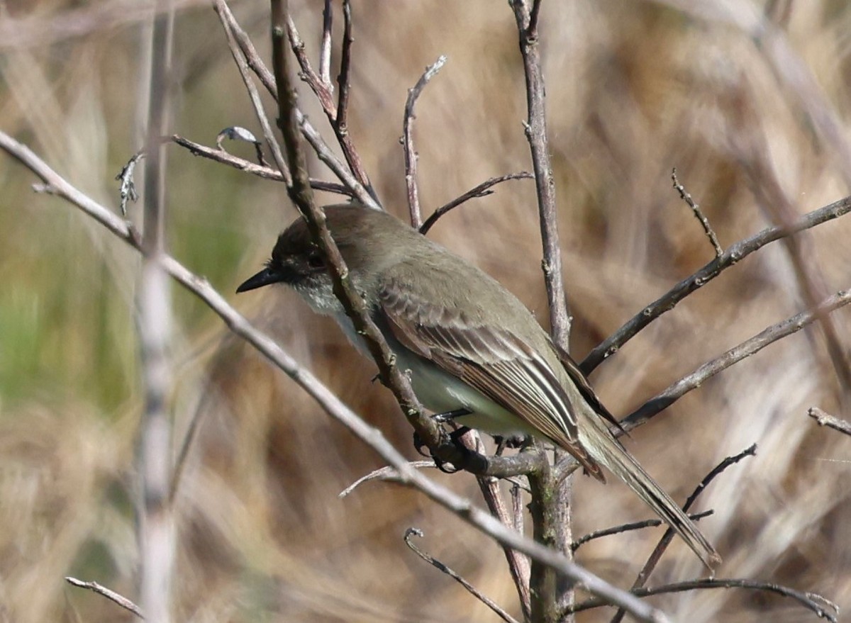 Eastern Phoebe - ML628441323