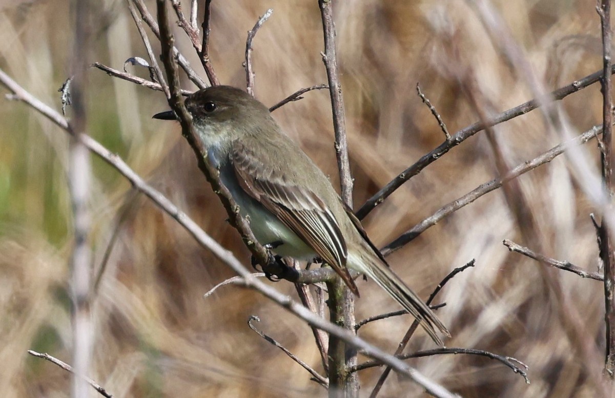 Eastern Phoebe - ML628441324