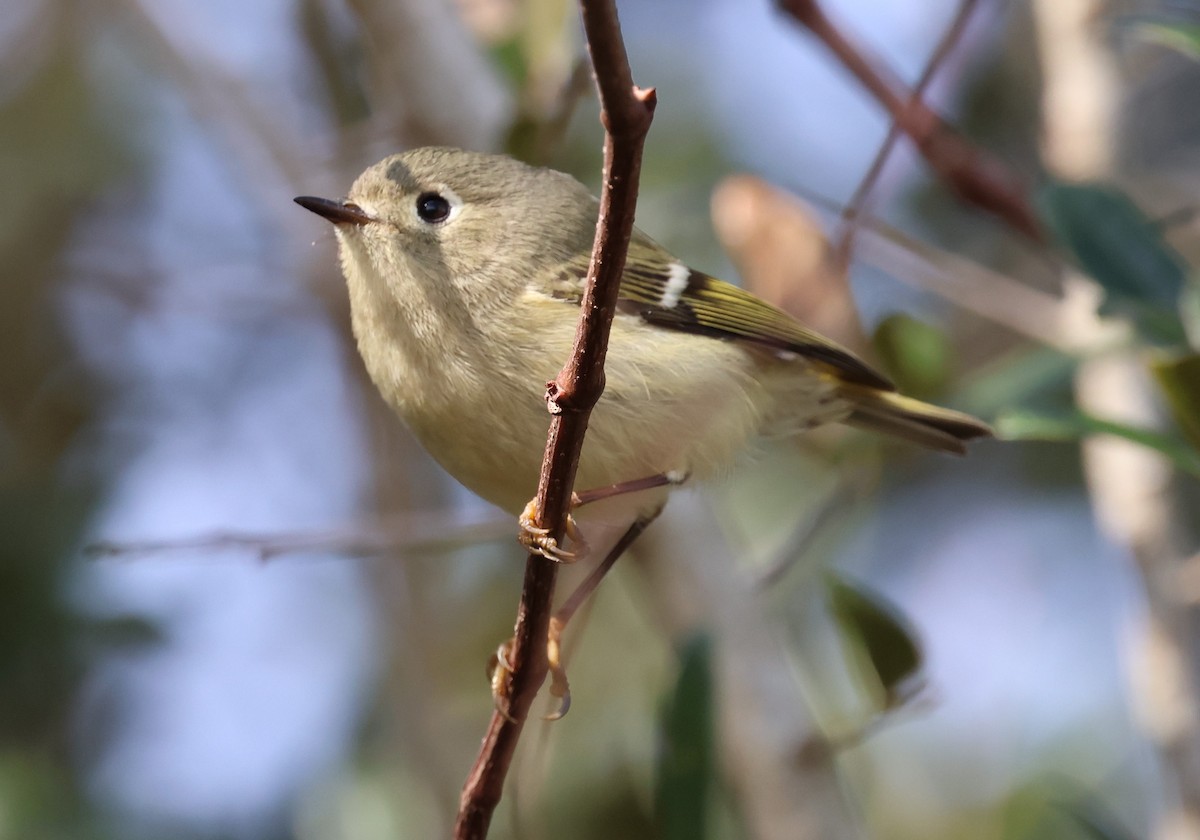 Ruby-crowned Kinglet - ML628441393