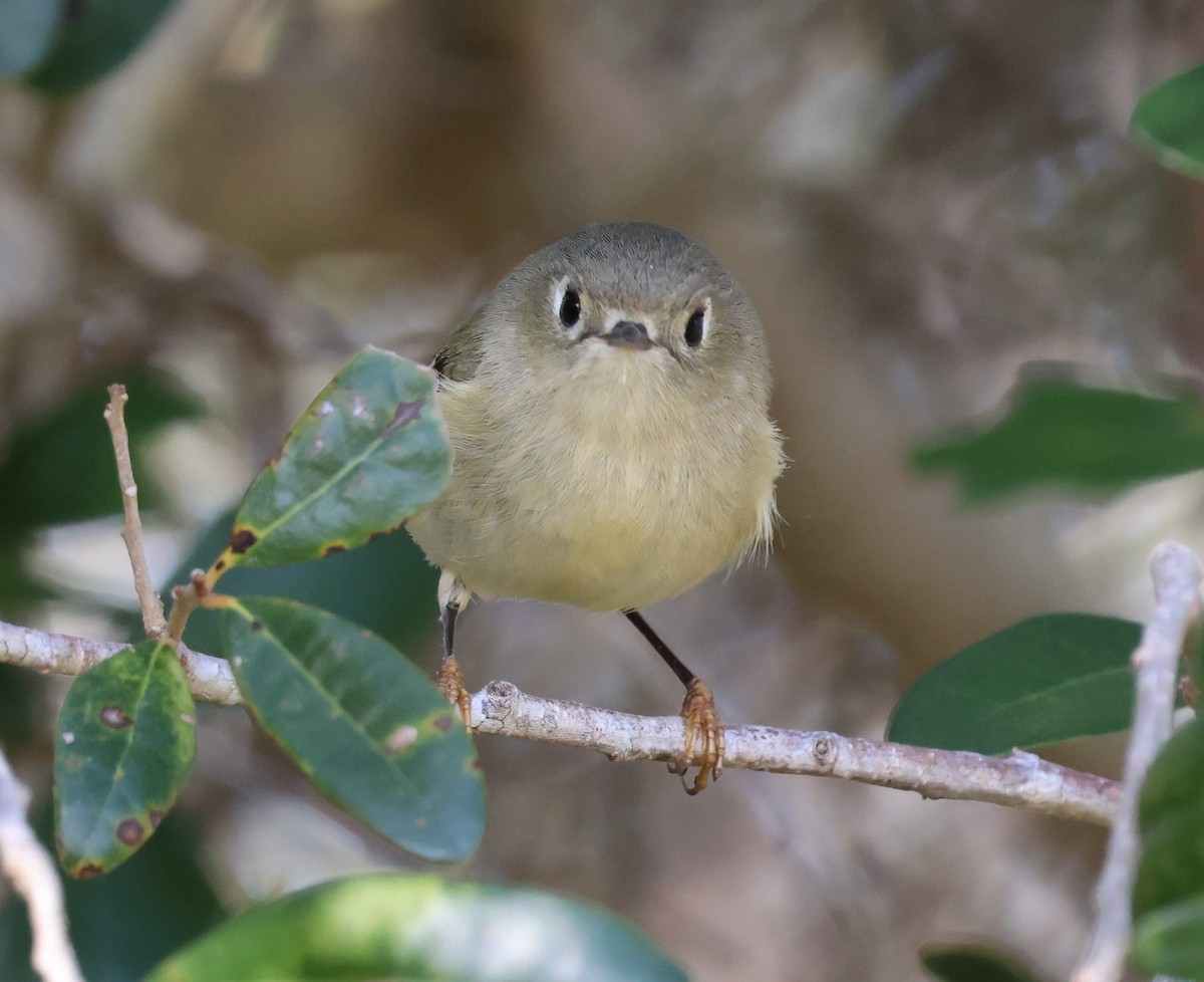 Ruby-crowned Kinglet - ML628441394