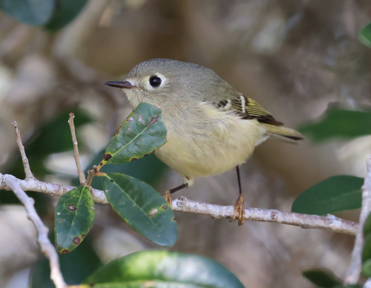 Ruby-crowned Kinglet - ML628441395