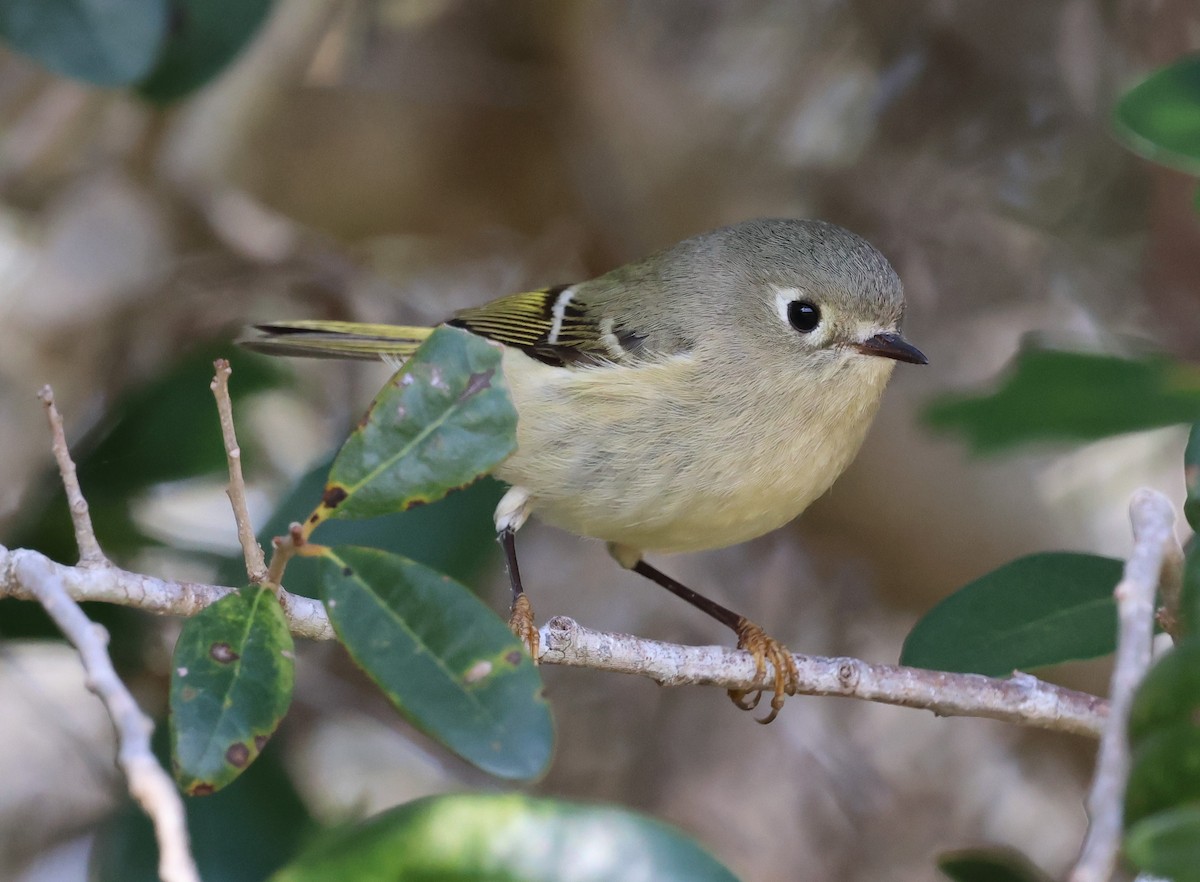 Ruby-crowned Kinglet - ML628441396