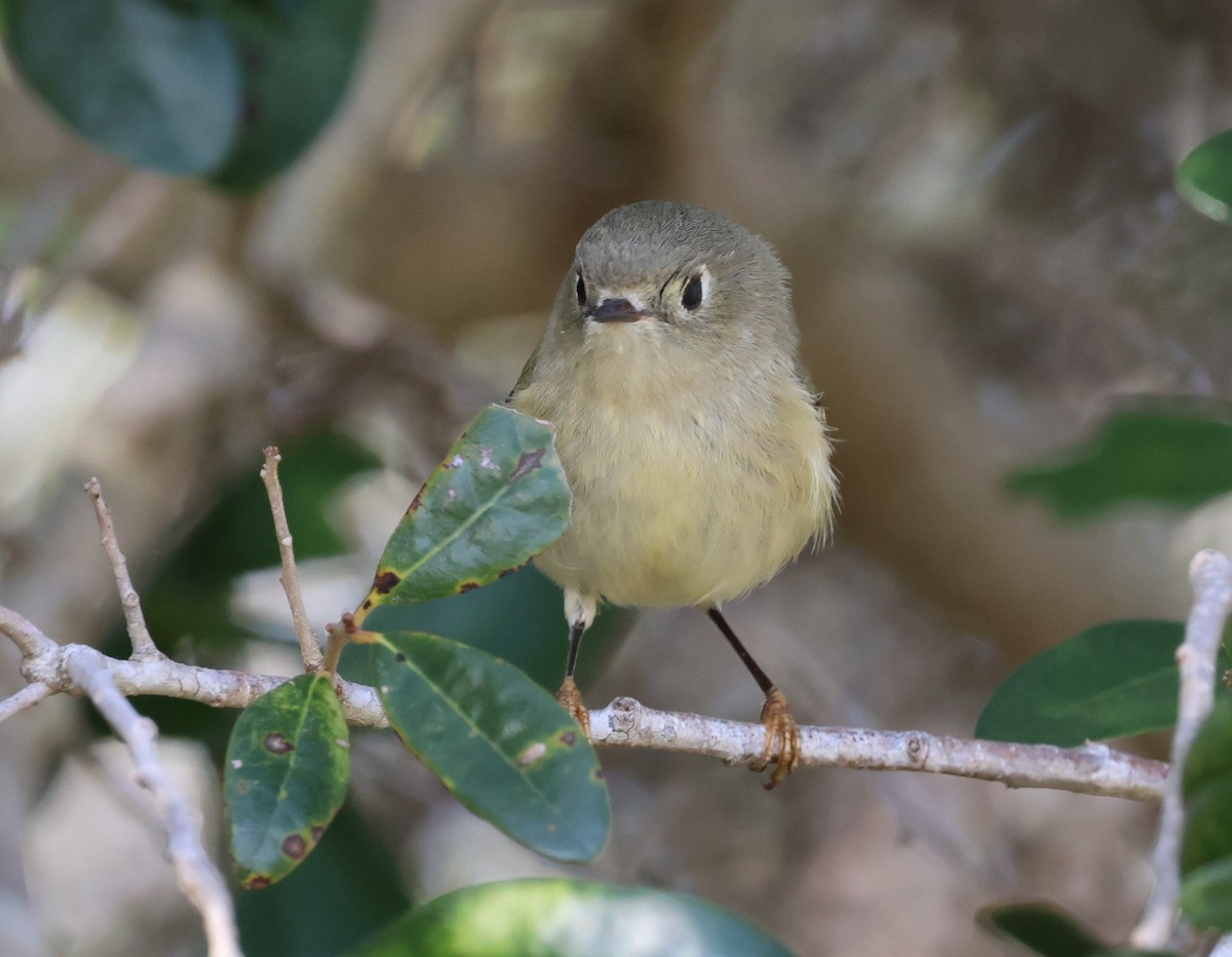 Ruby-crowned Kinglet - ML628441397