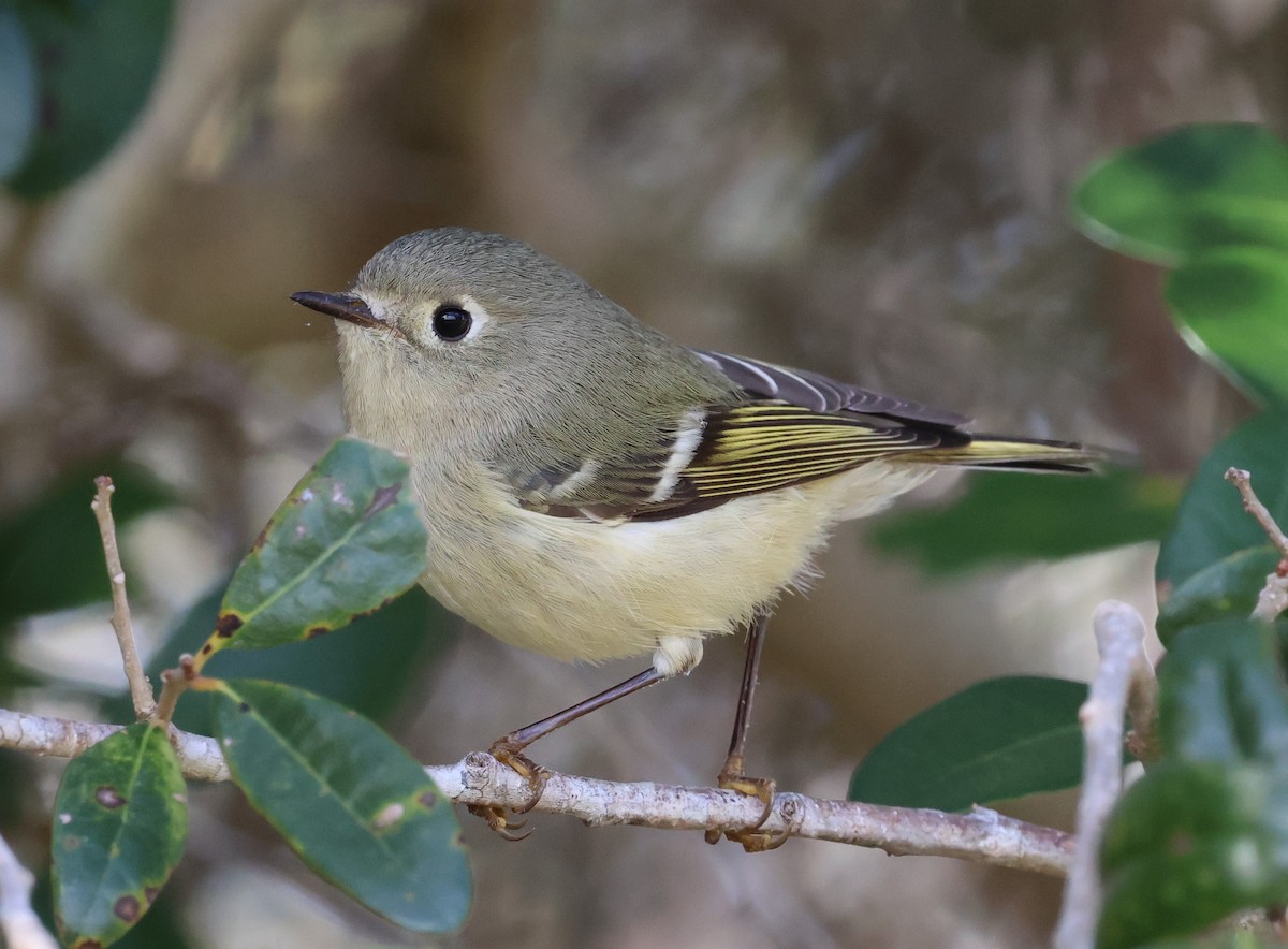 Ruby-crowned Kinglet - ML628441398