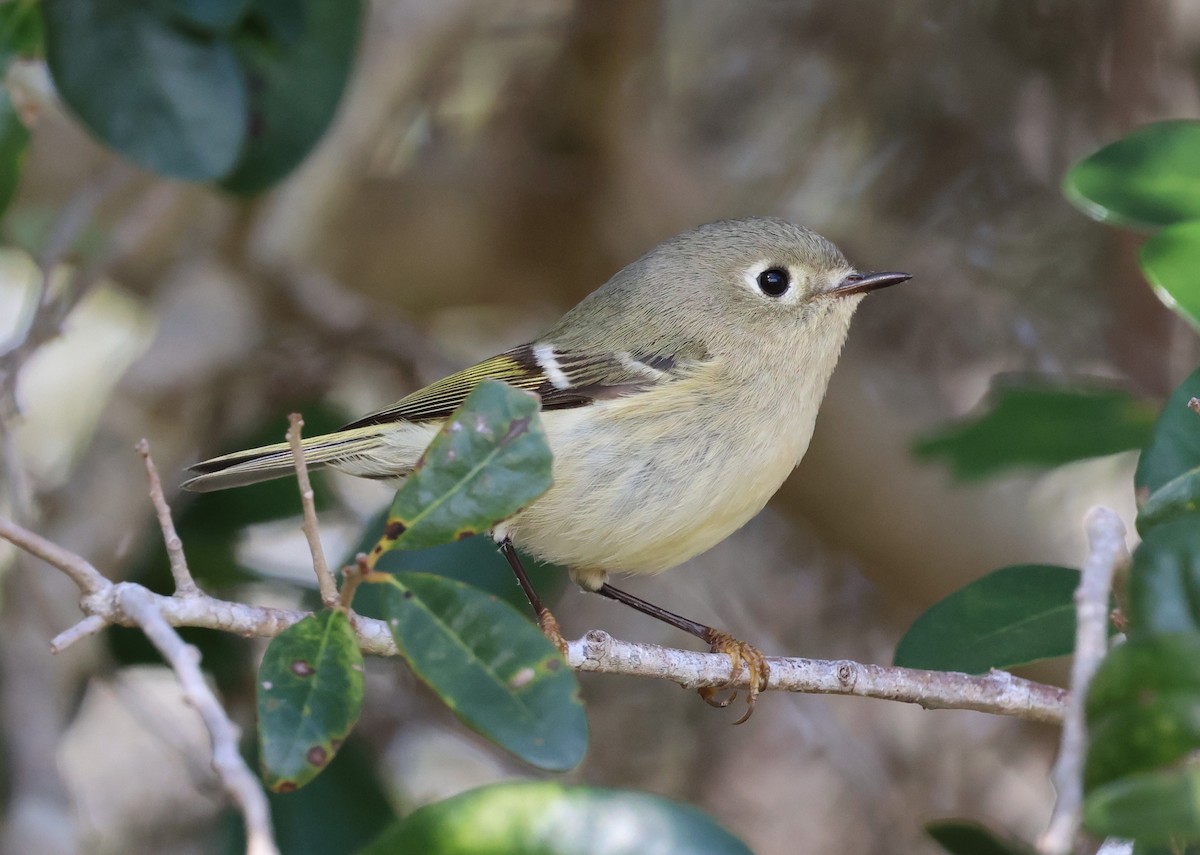 Ruby-crowned Kinglet - ML628441399