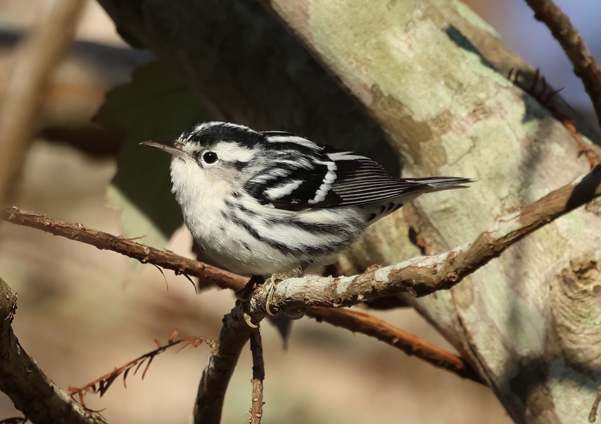 Black-and-white Warbler - ML628441471