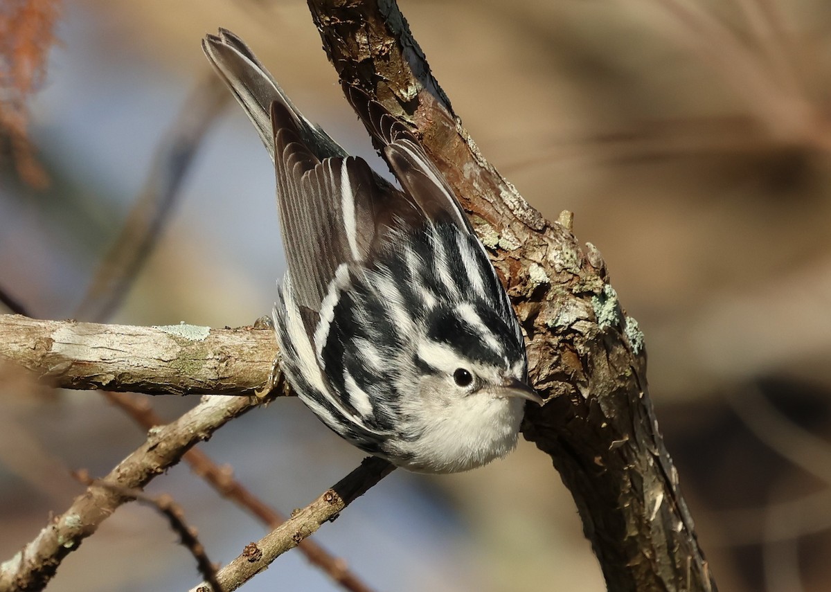 Black-and-white Warbler - ML628441472